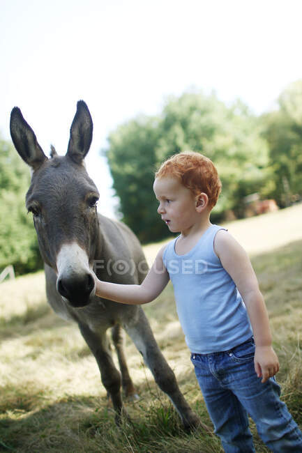 Rapazinho ruivo num campo a olhar para um burro enquanto o acaricia — Fotografia de Stock