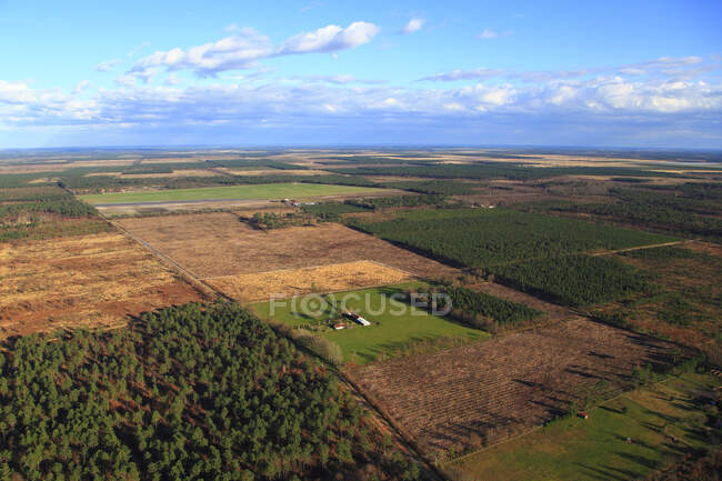 France, Gironde. Near Teste de Buch. Pines forest. — Stock Photo