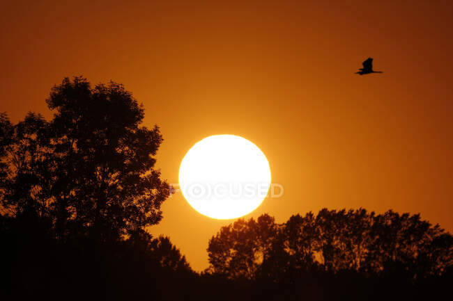 France, Seine et Marne. Provins area. Sunset in August. Heron in the sky. — Stock Photo