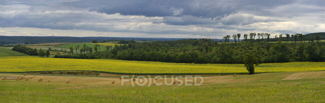 Francia, Dordoña, vista panorámica de un campo de girasoles. Beller redondo en primer plano, bosque en el fondo - foto de stock