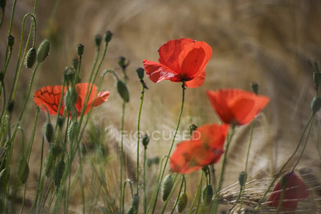 View of Poppies in the field — Stock Photo