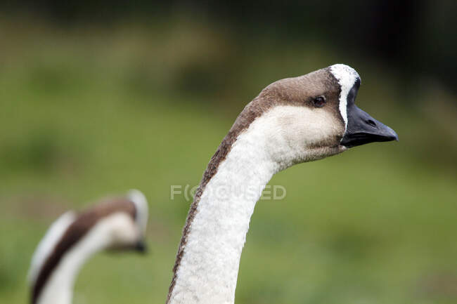 France, Burgundy, Yonne. Around Saint Fargeau. Close up of a swan goose. — Stock Photo