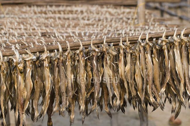 Inde, Bengale occidental, Digha, Séchage du poisson — Photo de stock