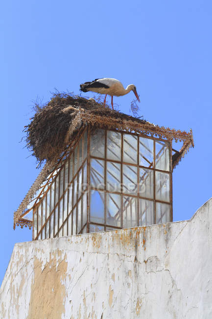Storch auf dem Glockenturm in Portugal, Algarve — Stockfoto