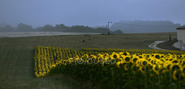France, Dordogne, dawn on a field forming a wave of sunflower — Stock Photo