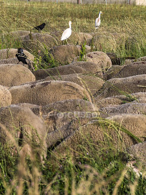 Sheep with birds on backs, France, South-Eastern France — Stock Photo
