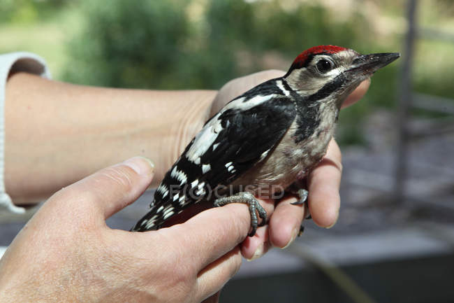 Man holding in hands young woodpecker, selective focus — Stock Photo