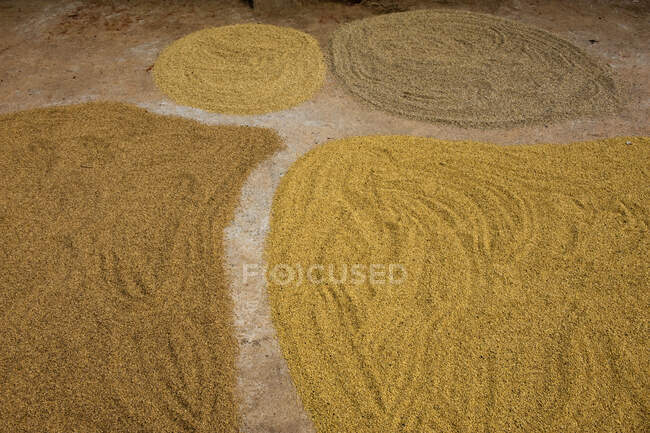 India, Orissa, distrito de Koraput, secado con cáscara en diferentes etapas - foto de stock