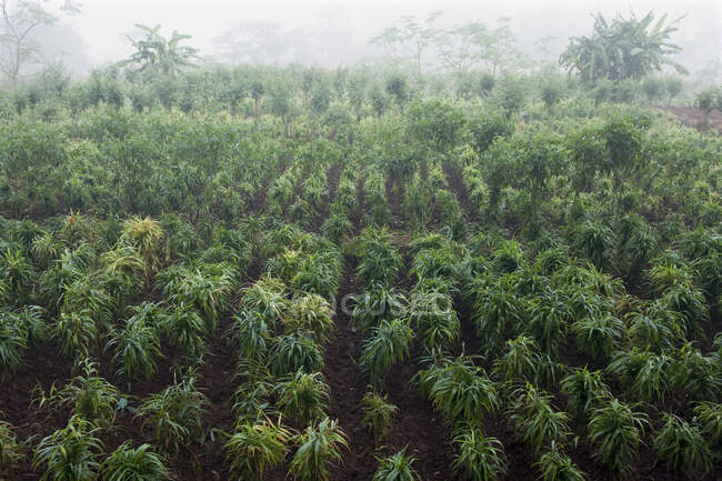 Inde, Orissa, district de Koraput, culture de gingembre près d'un village malien — Photo de stock