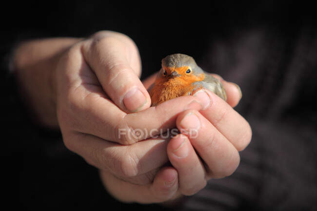 Francia, Robin en la palma de la mano - foto de stock