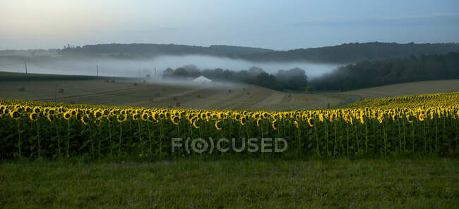 France, Dordogne, matinée brumeuse sur un champ de tournesol à Bourdeilles — Photo de stock