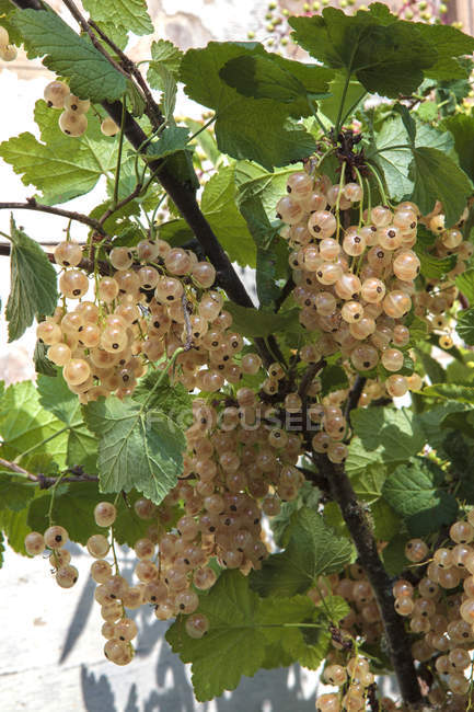 Groseilles blanches/ White currants — Stock Photo