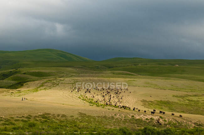 Средняя Азия, Кыргызстан, Иссык-Кульская область (Ысык-Куль), недалеко от Каракола, стадо коров — стоковое фото