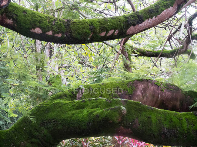 Amérique du Sud, forêt amazonienne, arbre couvert de mousse — Photo de stock