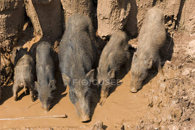 Wild boars family in dirt, selective focus — Stock Photo