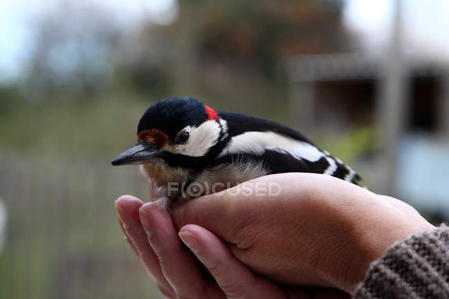 Pássaro em mãos masculinas, foco seletivo — Fotografia de Stock