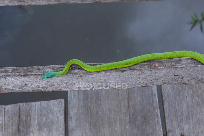 Serpiente verde en el escenario de aterrizaje a lo largo del río Negro, cerca de Manaus. - foto de stock