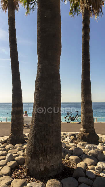 France, South-Eastern France, Nice, trunks of palm-trees on the Promenade des Anglais — Stock Photo