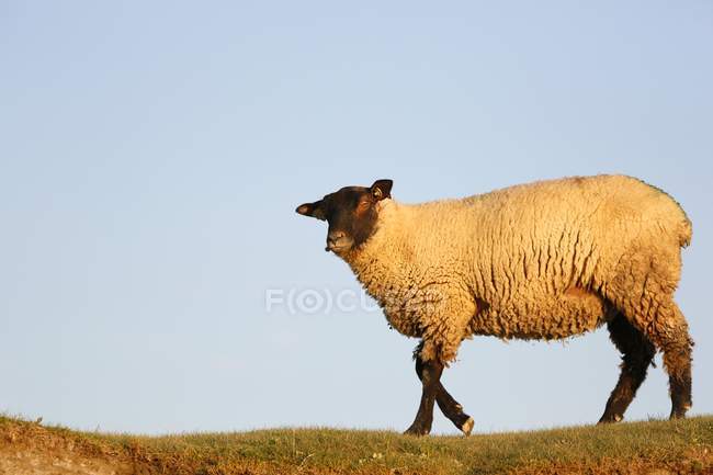 Овцы против неба, Нормандия — стоковое фото
