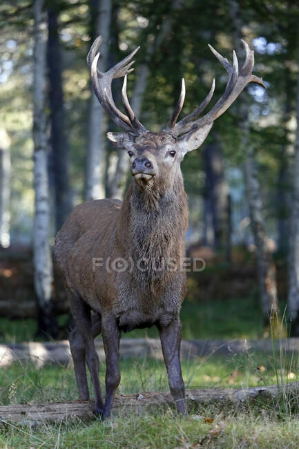 France, Burgundy, Yonne. Area of Saint Fargeau and Boutissaint. Slab season. Stag in the undergrowth. — Stock Photo