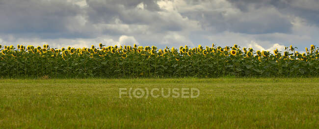 Francia, Dordoña, Bourdeilles, panorama de un campo de girasol - foto de stock