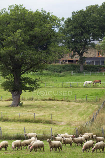 França, Limousin, ovinos no campo. — Fotografia de Stock