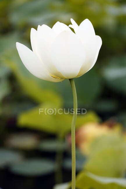France, Paris. Val de Marne. Vincennes. Parc Floral de Vincennes. The Aquatic Garden. Closeup of a blooming Indian lotus (Nelumbo nucifera). — Stock Photo