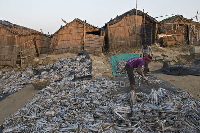 India, West Bengal, Digha, Drying fish — Stock Photo