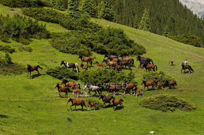 Asia Central, Kirguistán, provincia de Issyk Kul (Ysyk-K? l), valle de Juuku, el pastor Gengibek Makanbietov lidera sus 24 caballos en el pasto de las montañas - foto de stock