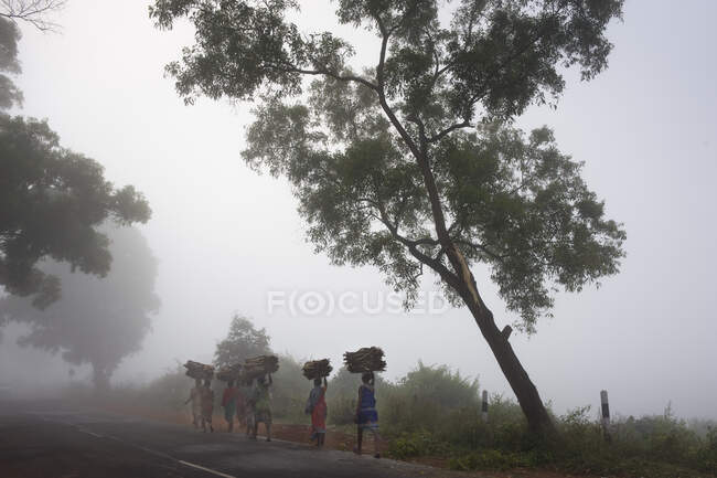 Индия, Орисса, район Корапут, женщины, несущие дрова на голове по дороге на рынок — стоковое фото
