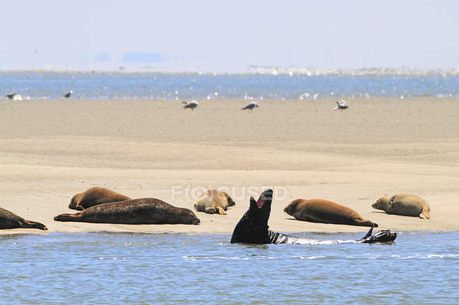 Francia, Costa Norte, Bahía Authie, grupo de focas en un banco de arena - foto de stock