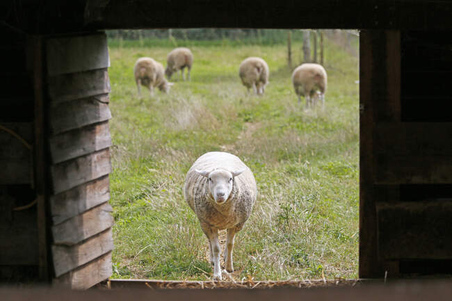 France, Paris. Vincennes. Bois de Vincennes. La Ferme de Paris. Organic agriculture and farming educational farm. Organic sheep returning to the fold. — Stock Photo