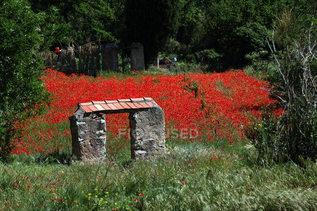 Francia, Portal y campo de amapola con hierbas - foto de stock