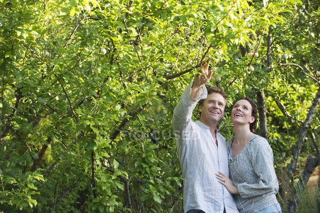 Mature couple picking fruits in sunny garden — Stock Photo