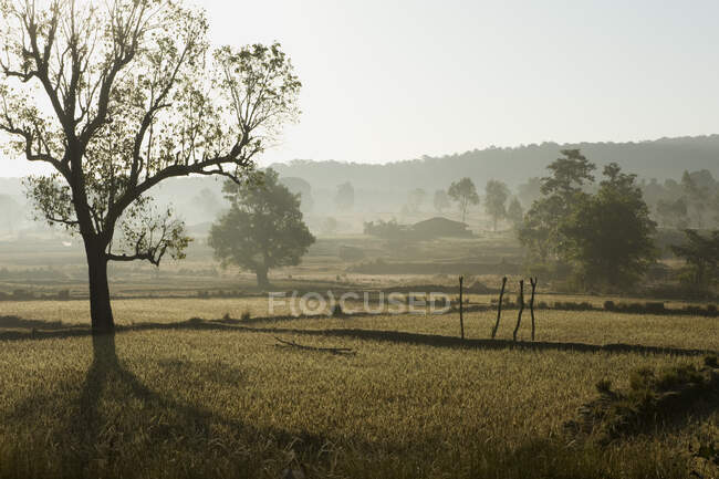 India, Chhattisgarh, vicino a Bhoramdeo, paesaggio — Foto stock