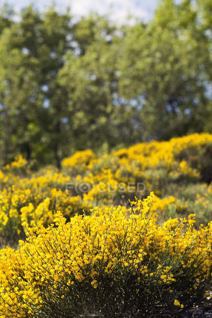 Plants at France, selective focus — Stock Photo