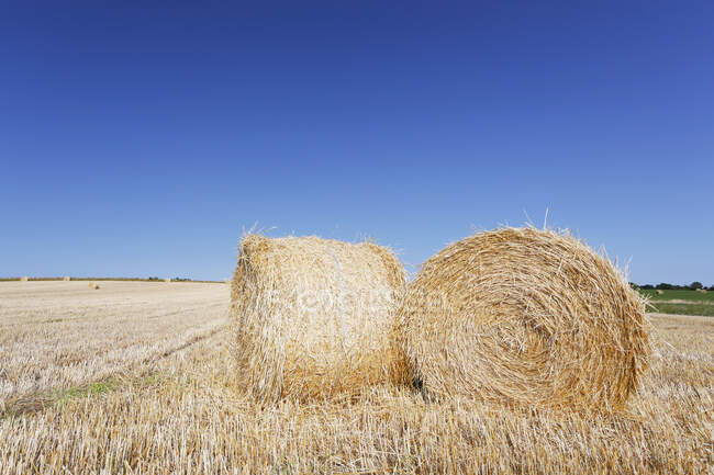 France, Normandy, Montmartin-sur Mer, Haystacks mechanically rolled at the time of harvest. — Stock Photo