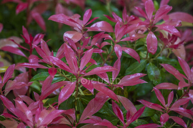 Brotes jóvenes rojos de Pieris Forest Flame en primavera - foto de stock