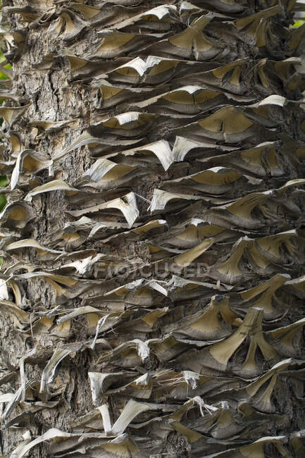 Gros plan de l'Australie, écorce de macrozamia — Photo de stock