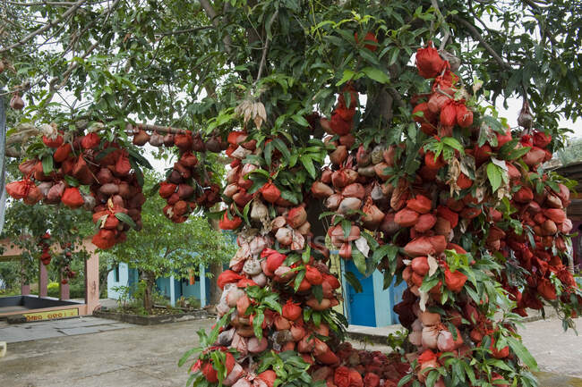 India, Orissa, cocos envueltos y colgados sirviendo como ofrendas en un templo hindú - foto de stock
