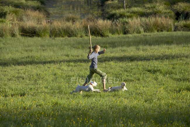 Молода дівчина грає зі своїми собаками в полі — стокове фото