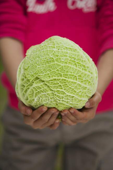 Cabbage in child's hands — Stock Photo