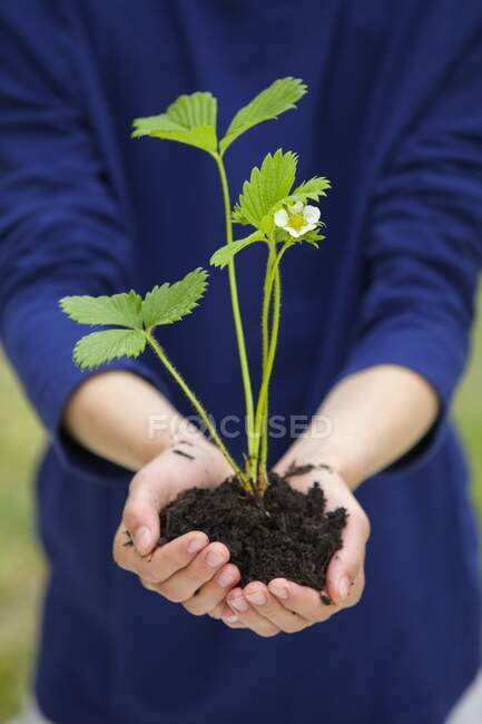 Plant in child's hands — Stock Photo