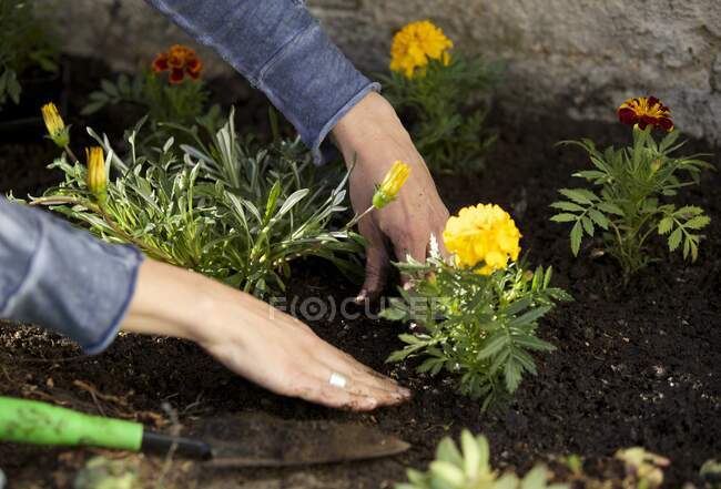 Las manos de la mujer jardinería - foto de stock