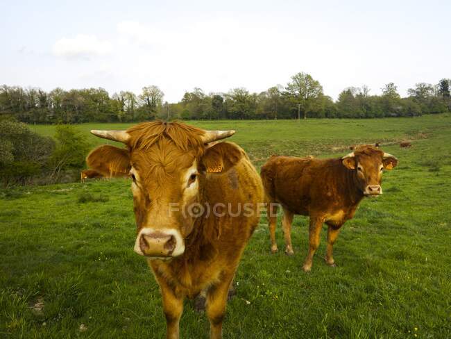 Campo francês com vacas — Fotografia de Stock