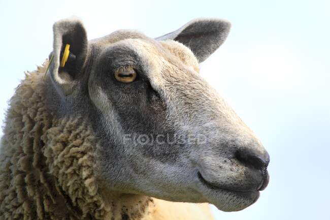 France, North Coast, Sheep — Stock Photo