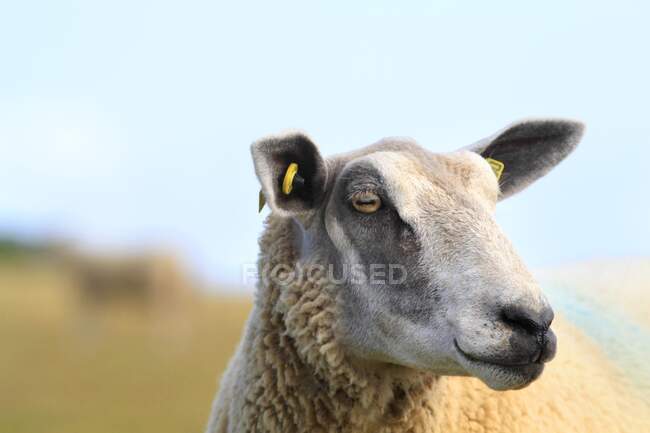 Франція, Північне узбережжя, вівці — стокове фото