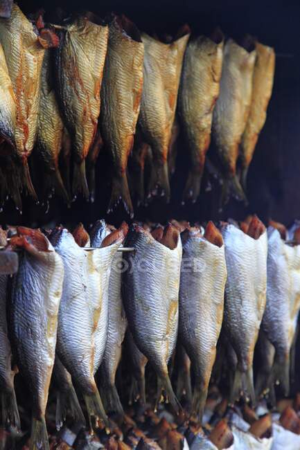 Herrings in a traditional smoking-room — Stock Photo
