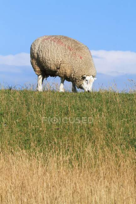 Выпас овец на поле — стоковое фото