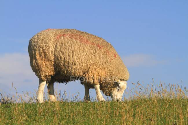 Weidende Schafe auf dem Feld — Stockfoto